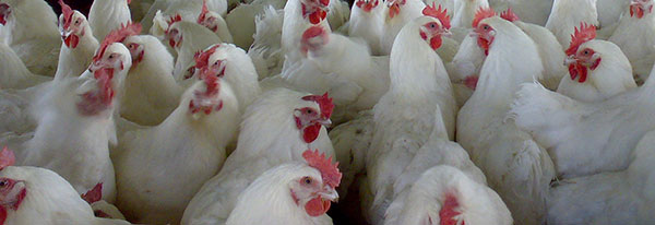 Broilers (Cobb500)