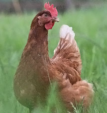 Layers (Lohman Brown Classic)